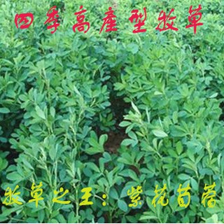 璇卉牧草種子紫花苜蓿草種子紫花苜蓿種子多年生苜蓿種子 蝦皮購物
