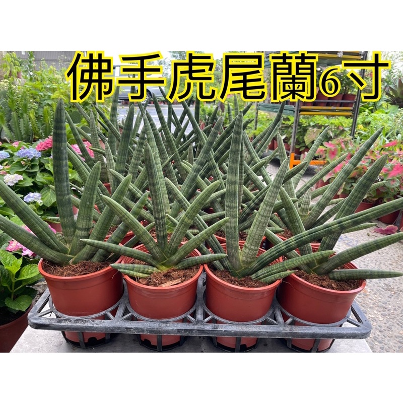 佛手虎尾蘭 優惠推薦 21年9月 蝦皮購物台灣