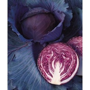 ↖　紫色高麗菜種子  (種子)　↗