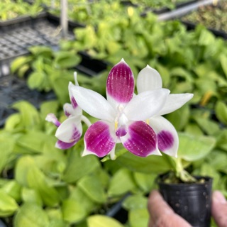 三月現正來花梗花苞 Phal.tetraspis*sib 蝴蝶蘭 蘭花 orchids