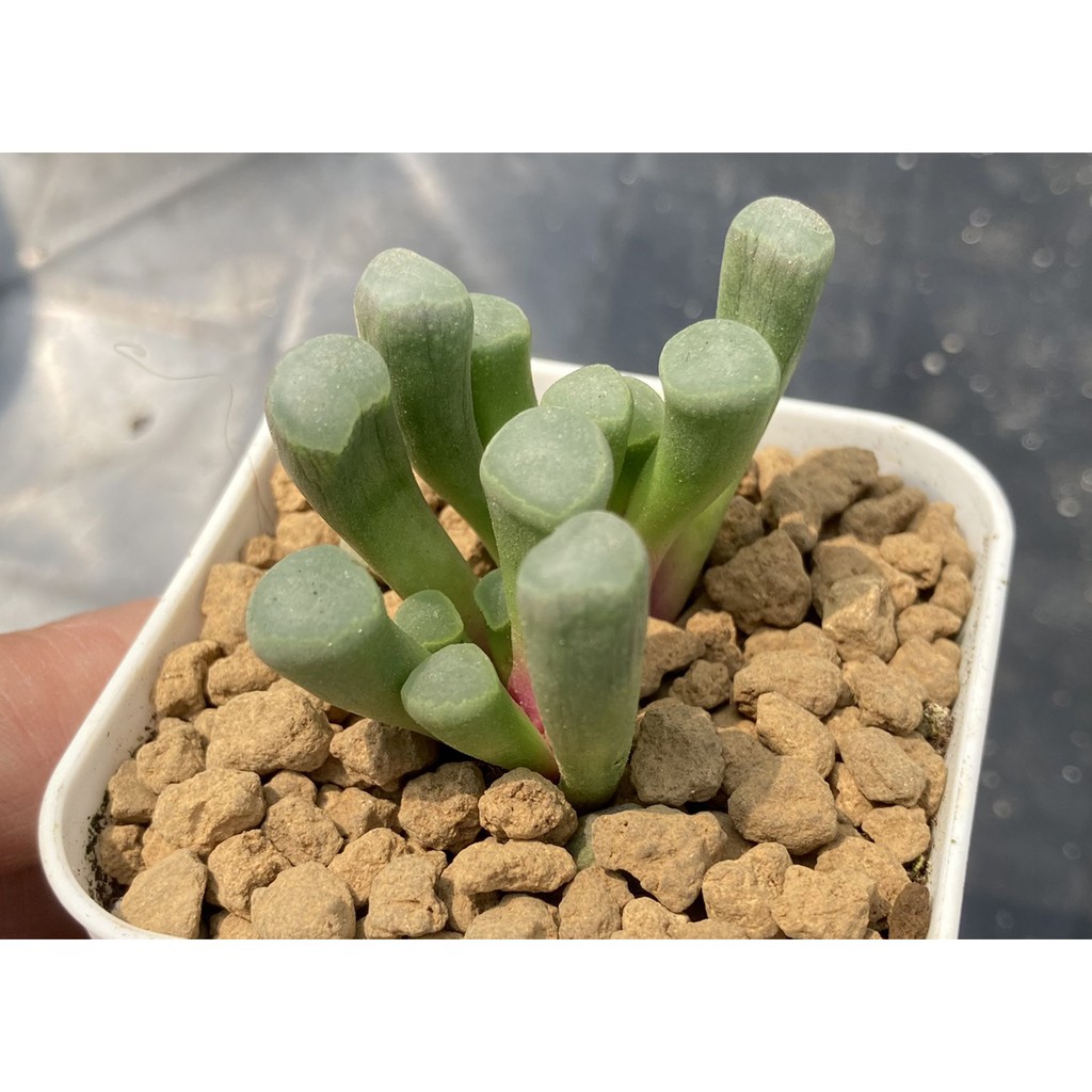 植得栽 五十鈴玉 多肉 景天 番杏科 仙人掌 百合 蝦皮購物