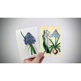 地中海藍鐘花 Peruvian Squill 卡片