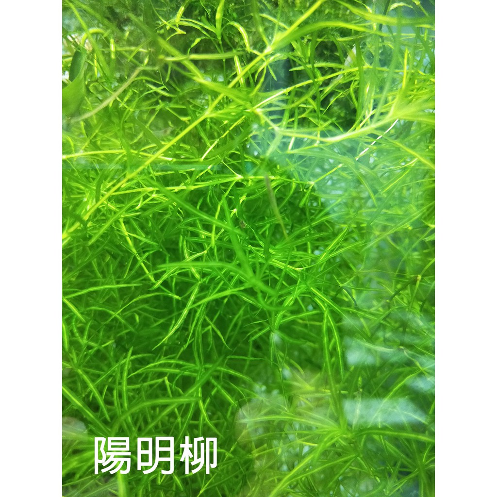 現貨 陰性水草金魚藻 陽明柳不需co2 新手入門款 蝦皮購物