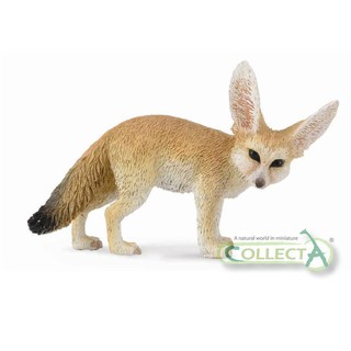 動物模型 collecta 耳廓狐 大耳狐