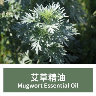【馥靖精油】艾草精油 Mugwort Essential Oil