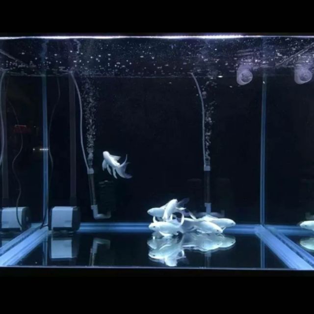 台灣惠弘 LED水中燈 銀白燈 龍魚銀白 高級觀賞魚專用 燈具【2尺 /3尺 /4尺 /5尺】