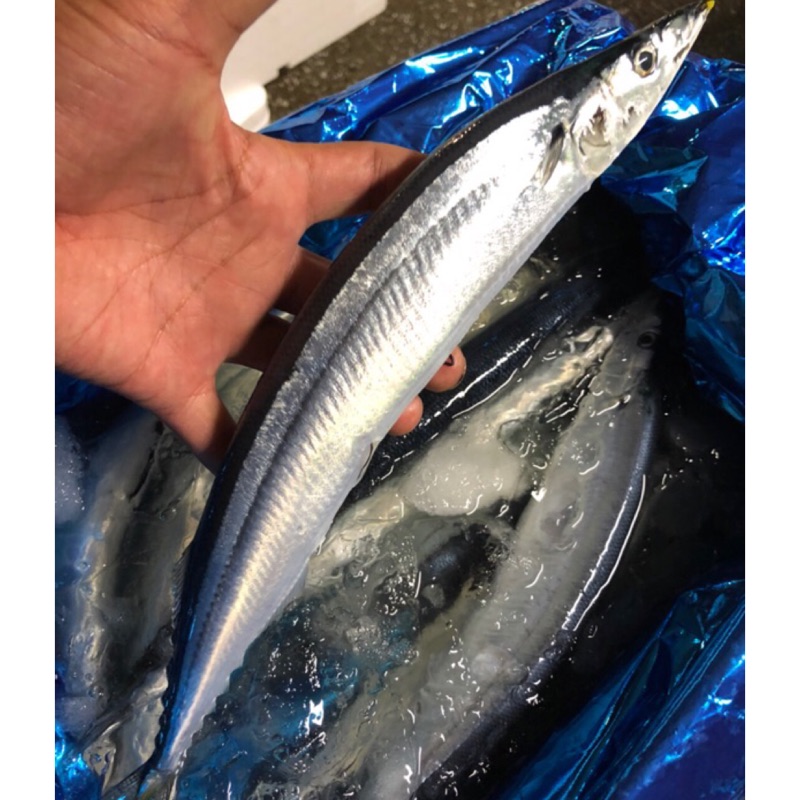 日本空運 冰鮮秋刀魚 中秋節烤肉神器 蝦皮購物
