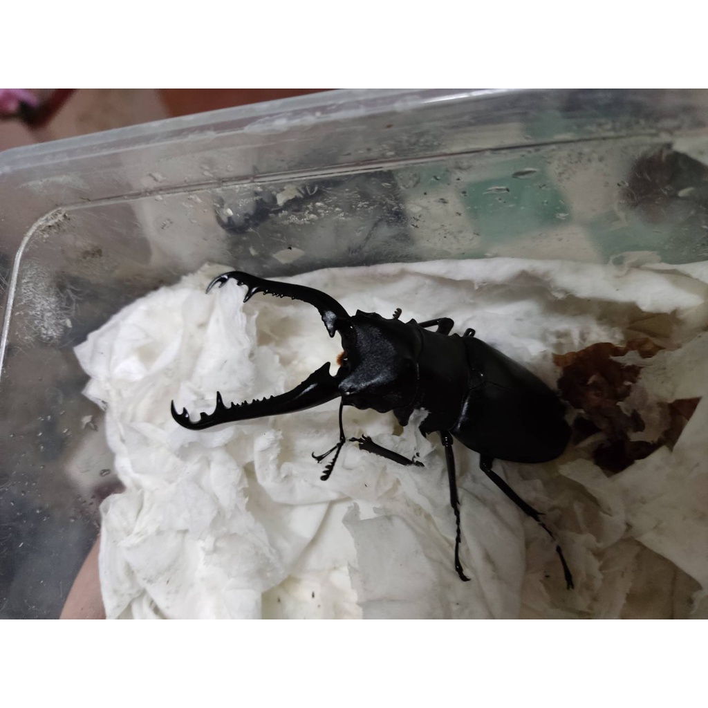 幼蟲 優惠推薦 22年7月 蝦皮購物台灣