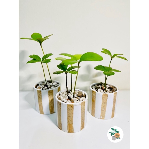 有話植說 幸運鐵樹 四葉幸運草 好運連連 居家植栽 觀葉植物 3吋精緻瓷盆 蝦皮購物