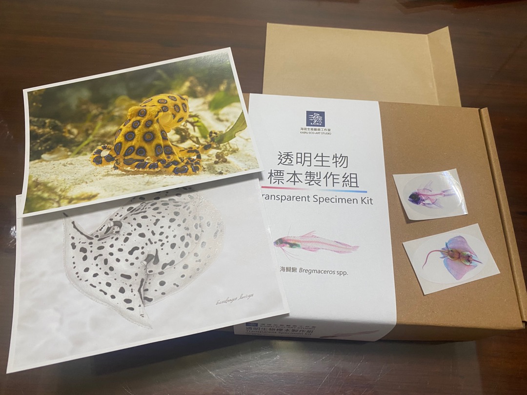 海琉工作室 透明生物標本製作組 海鰗鰍 Transparent Specimen Kit 蝦皮購物