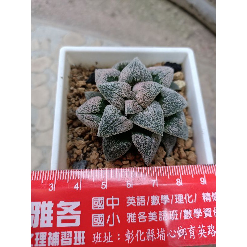 多肉植物壽類代號3號 蝦皮購物
