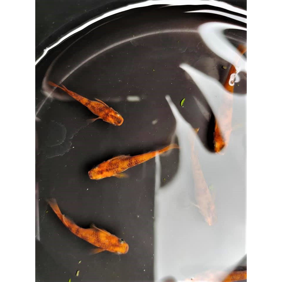 稻田魚 優惠推薦 21年6月 蝦皮購物台灣