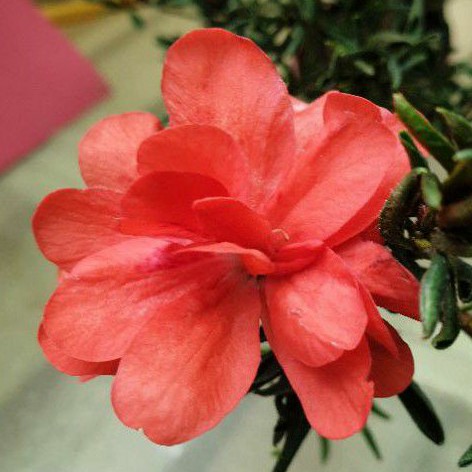 皐月杜鵑捲葉系統少有品種美和之舞 蝦皮購物