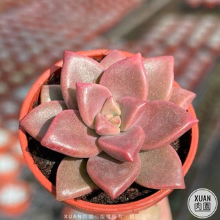 多肉植物姬朧月的價格推薦 21年8月 比價撿便宜