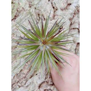 空鳳 白花紫水晶 Tillandsia tenuifolia 'Emerald Forest' 空氣鳳梨 紫水晶
