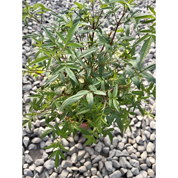 植系青屬-芳香萬壽菊/香料植物/香草植物/五吋盆