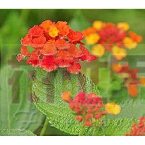 花花世界_綠籬植物--馬櫻丹(紅色)花期 5~9月--超易開花適應力佳6吋盆高約20-30公分