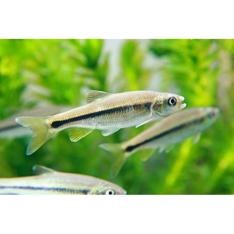 台灣馬口魚 山產店 海鮮食材 一隻花 蝦皮購物