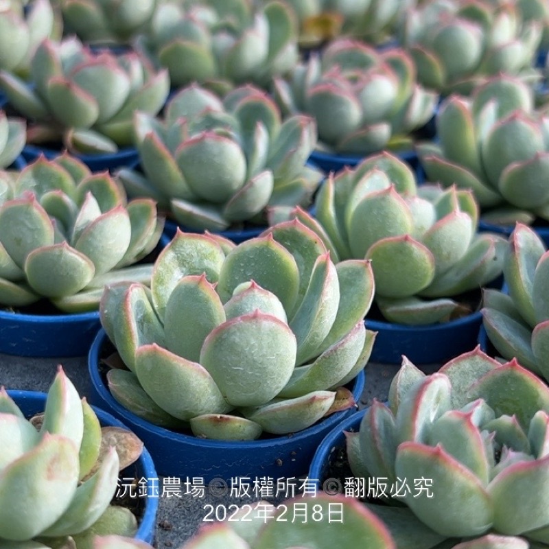 沅鈺農場多肉植物一吋盆 花月夜 蝦皮購物