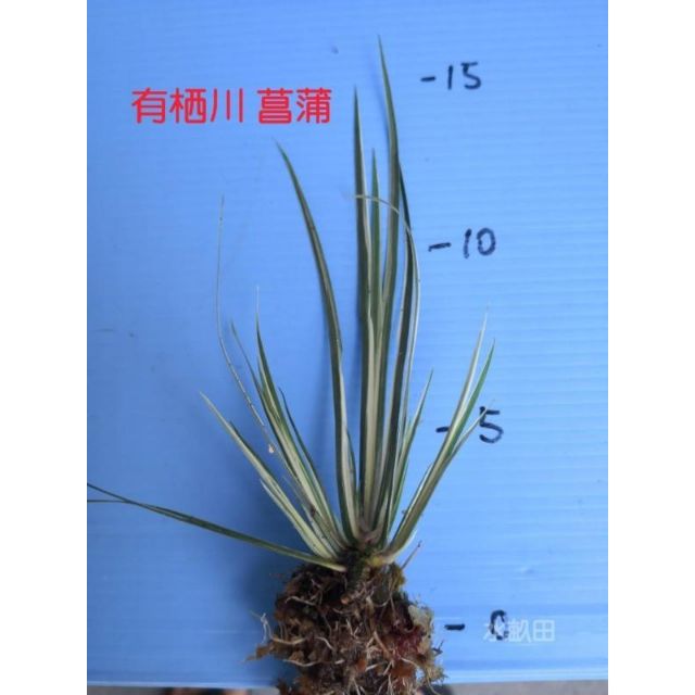 野草盆栽 拍賣與ptt推薦商品 21年3月 飛比價格