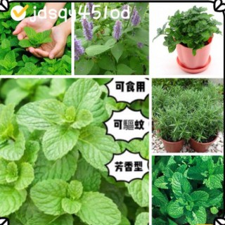 綠薄荷種子的價格推薦 22年1月 比價撿便宜