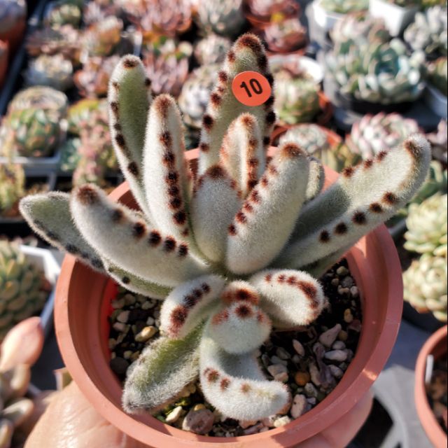 毛毛兔子多肉10 星兔捲捲魷魚腳雙頭3盆多肉植物 蝦皮購物