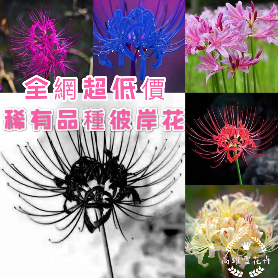 激安 彼岸花球根70個 プランター