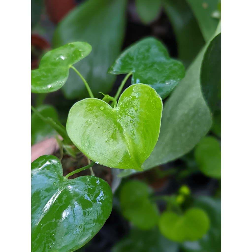開心農元-觀葉植物- 心葉蔓綠絨 愛心蔓綠絨❤️ Philodendron grazielae