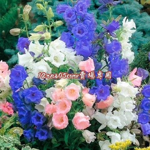 現貨秒發 風鈴草種子從生風鈴花燈籠花鈴蘭花種子爬藤花卉四季易種耐寒室內外盆栽 蝦皮購物