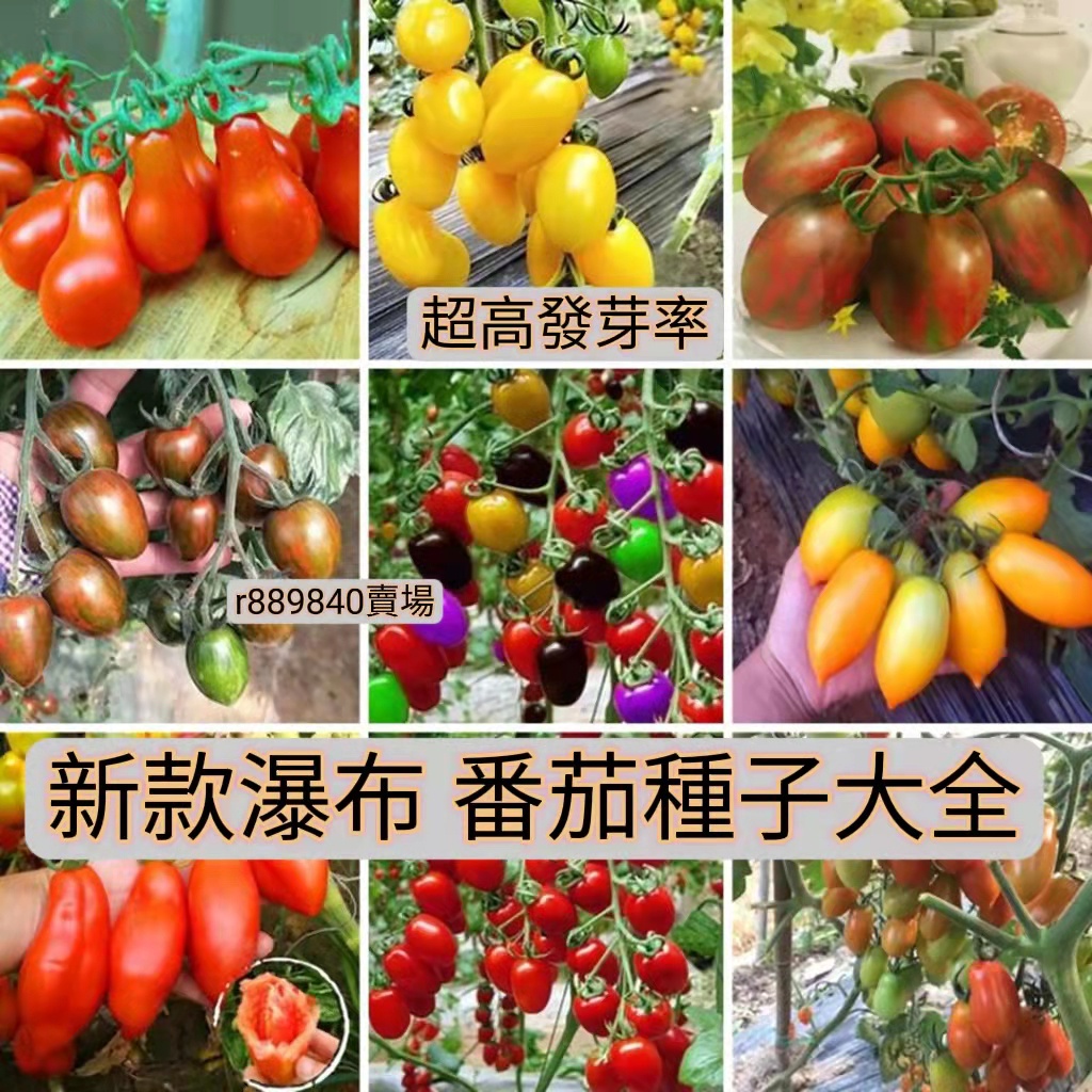 1🍓台灣💋【2024新款瀑布 番茄大全】 聖女果櫻桃番茄 水果種籽 番茄種子