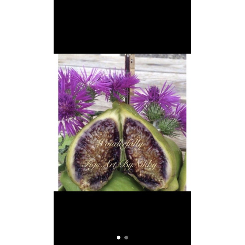 波拉蕊-貴婦-變色龍—無花果-枝條