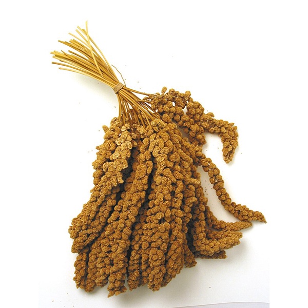 鳥零食 凡賽爾 歐洲粟米穗250G/500g/1KG/栗米穗/小米/高溫蒸汽滅殺菌/中小型鳥最愛/天然健康零嘴/鸚鵡零食