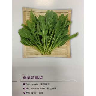 【蔬菜種子S199】細葉芝麻菜（箭生菜、德國芥藍）~義大利料理中不可缺少的蔬菜。