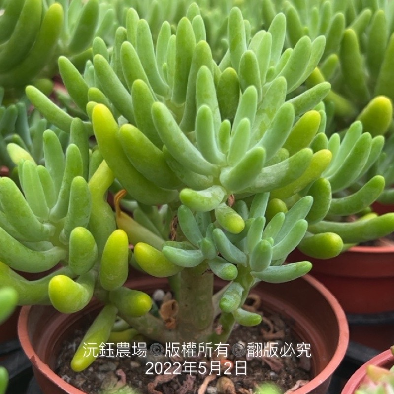 沅鈺農場多肉植物老顆八千代 露養植物有曬傷 蝦皮購物