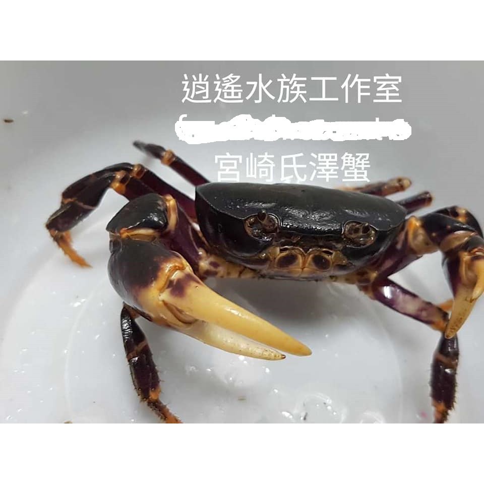 螃蟹飼料 優惠推薦 21年7月 蝦皮購物台灣