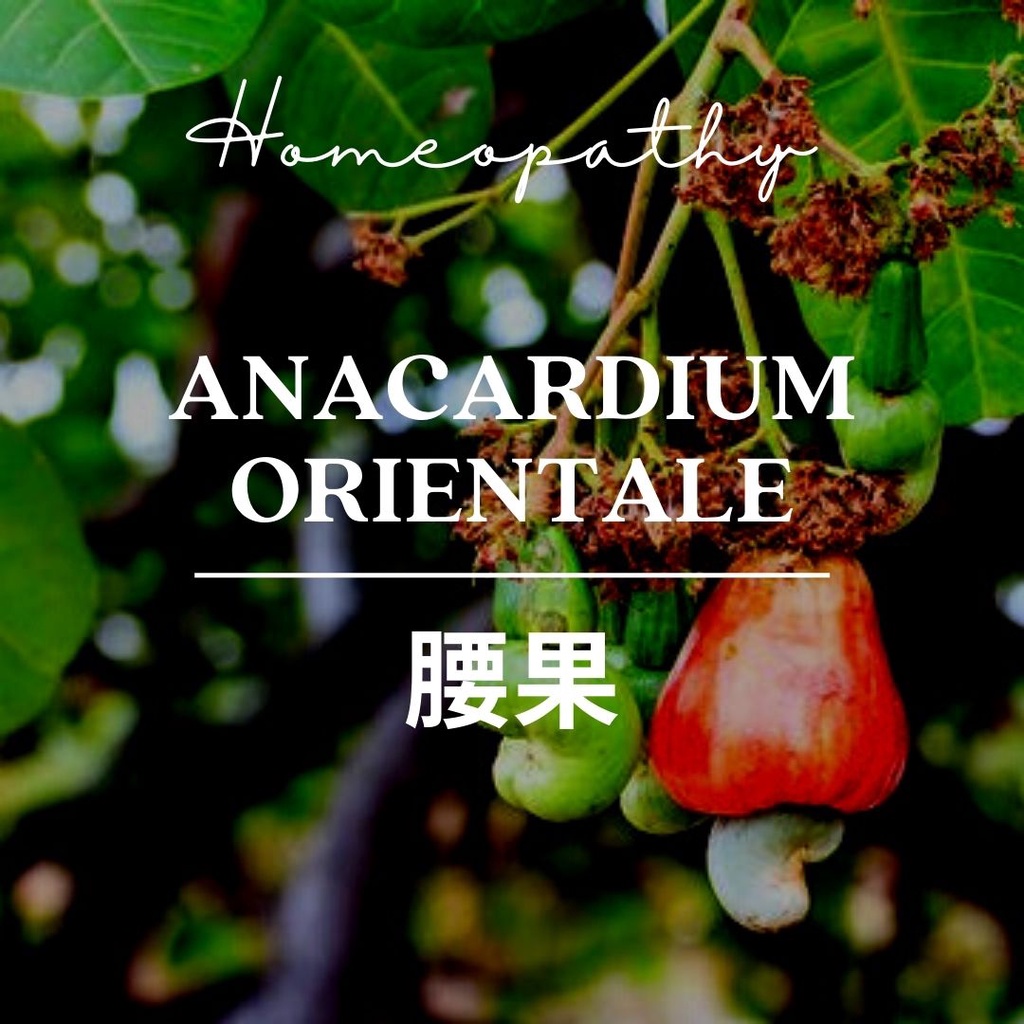 順勢糖球【腰果 Anacardium Orientale】Homeopathy《幫助在壓力大時記憶與情緒穩定》