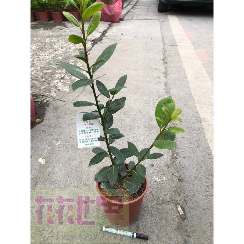 花花世界 小喬木 月桂 美型 月桂樹 桂冠樹 果期6 9月6吋盆高 30公分 蝦皮購物