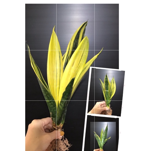黃金天使虎尾蘭 🌱3株一組  淨化空氣多肉植物