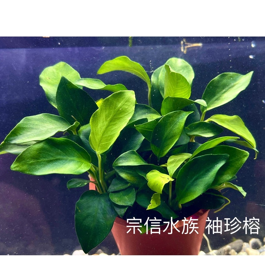 宗信水族 袖珍小榕盆裝陰性水草水草造景魚缸擺設魚蝦躲藏可無需co2 蝦皮購物
