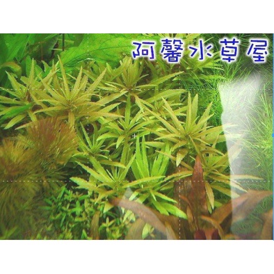阿馨水草屋 水草造景 安南百葉 10株40元水上葉狀態水族景觀設計水草缸專賣店 蝦皮購物