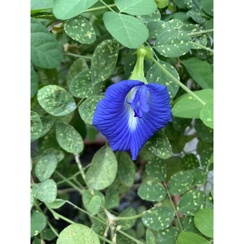 現貨 單瓣蝶豆花種子 1元 顆自種自採收絕無農藥 蝦皮購物