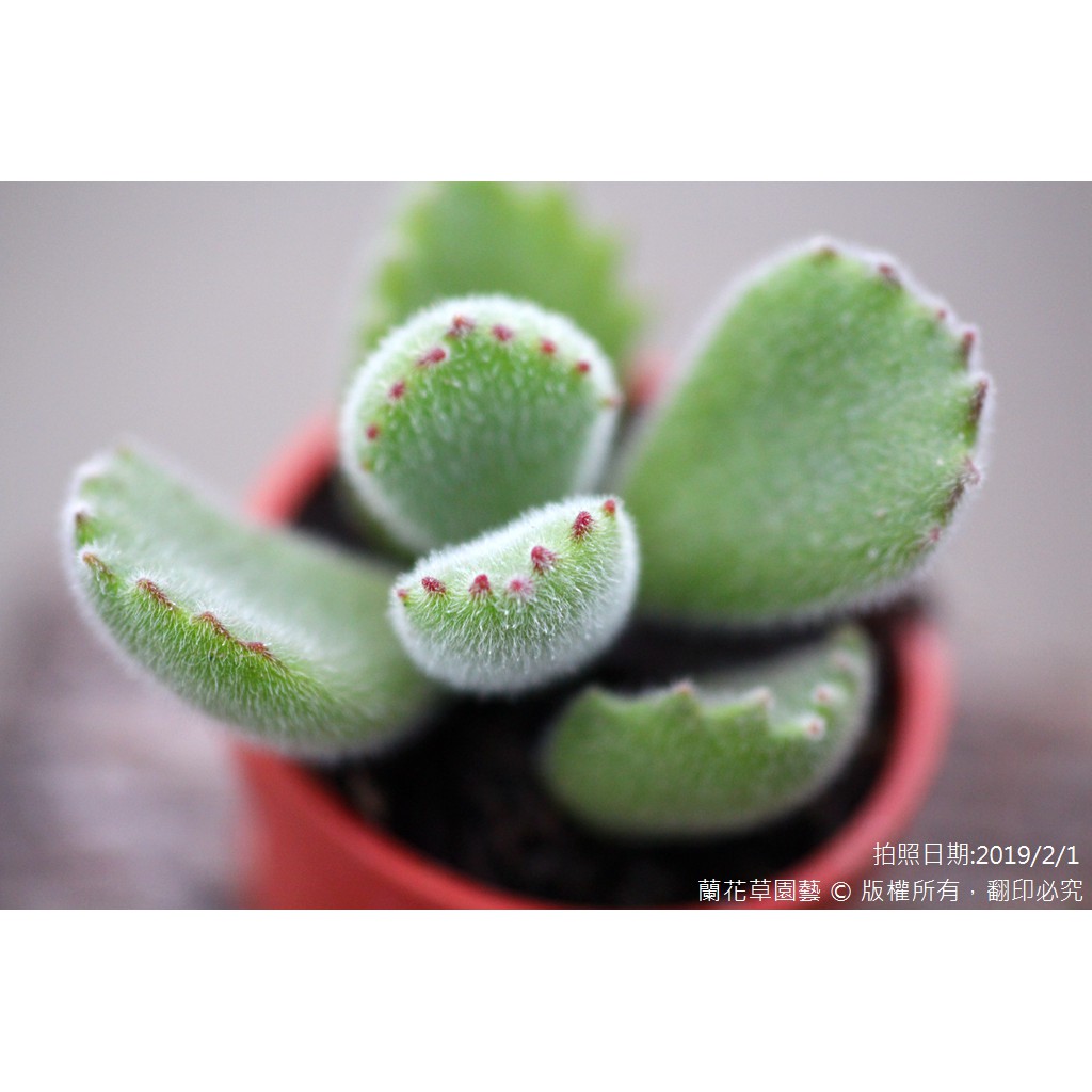 1吋迷你盆 熊童子 景天科多肉植物 蘭花草園藝 蝦皮購物