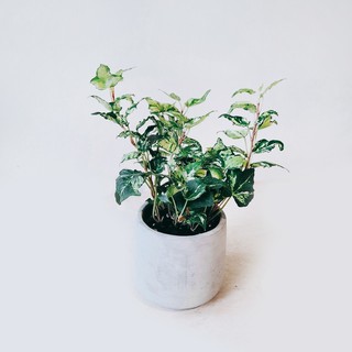 盆空間・斑葉常春藤 室內觀賞植物綠化盆栽植栽 水泥盆 3吋-4.5吋盆/ecopots比利時環保盆