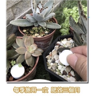 毛小玉 多肉植物種子 蝦皮購物