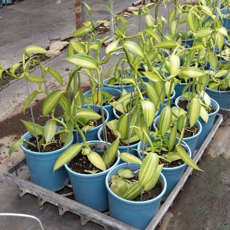 香料植物～斑葉香草莢#梵尼蘭（5吋）