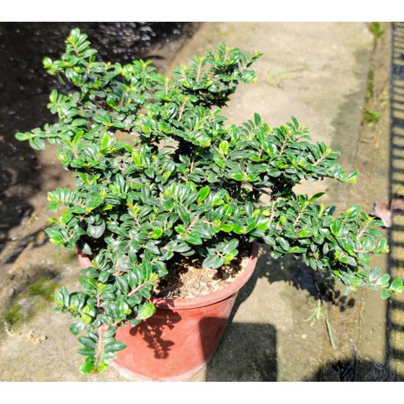 翠米茶盆栽 6吋盆 濱柃木素材 蝦皮購物