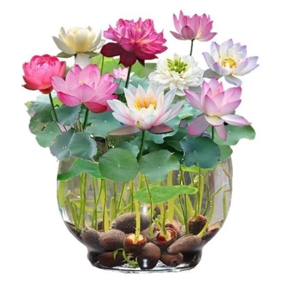 水蓮種子的價格推薦 22年10月 比價比個夠biggo