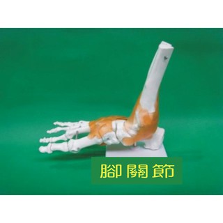 可開發票 腳掌腳骨腳關節附韌帶 人體六大功能關節模型 另有膝 肩 肘 髖 手關節附韌帶模型 教學教具模型ARFI客滿來