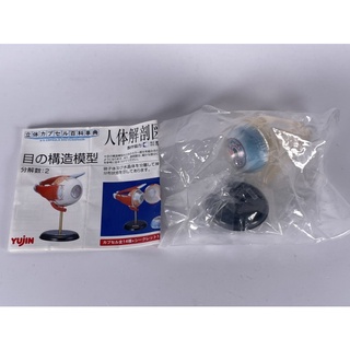Yujin 人體解剖圖鑑 扭蛋 解剖模型 人體模型 眼睛 眼精構造(透明版)