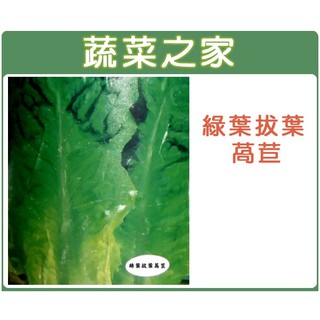 蔬菜之家滿額免運【00A30】大包裝綠葉拔葉甜萵苣種子15克(韓國烤肉萵苣 日本進口拔葉A菜，韓國烤肉使用包肉生菜)